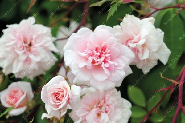 CLIMBING CECILE BRUNNER (climber) | Garden Roses | Pococks Roses | The